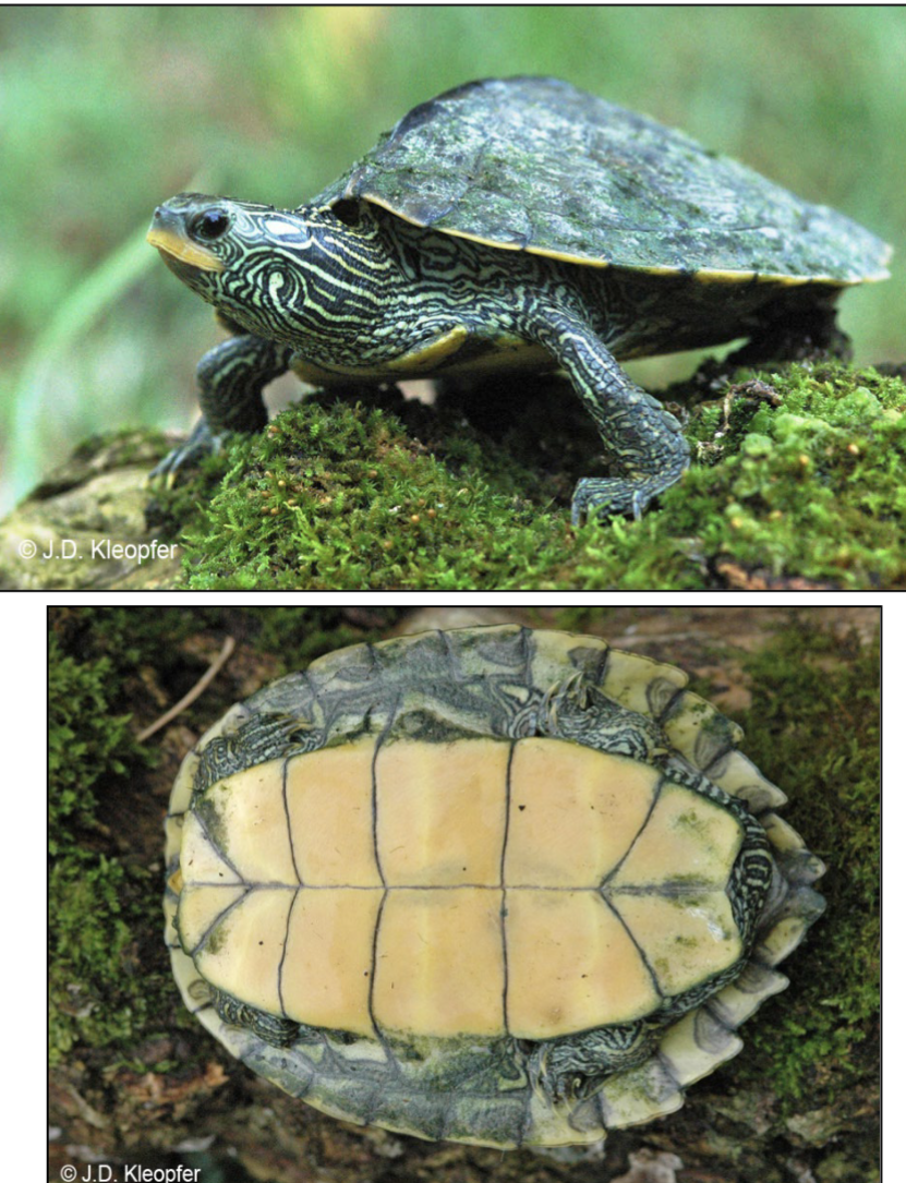 <p>olive green carapace with low</p><p>keel along midline and faint yellow</p><p>lines that resemble topographic</p><p>map, <strong>triangular shaped postorbital</strong></p><p><strong>blotch; line of lower neck forming</strong></p><p><strong>a “hockey stick”;</strong> no spines on vertebral</p><p>scutes, serrated carapace</p><p><strong>habitat: </strong>Rivers, streams and lakes</p><p><strong>dist:</strong> cosmop.</p>