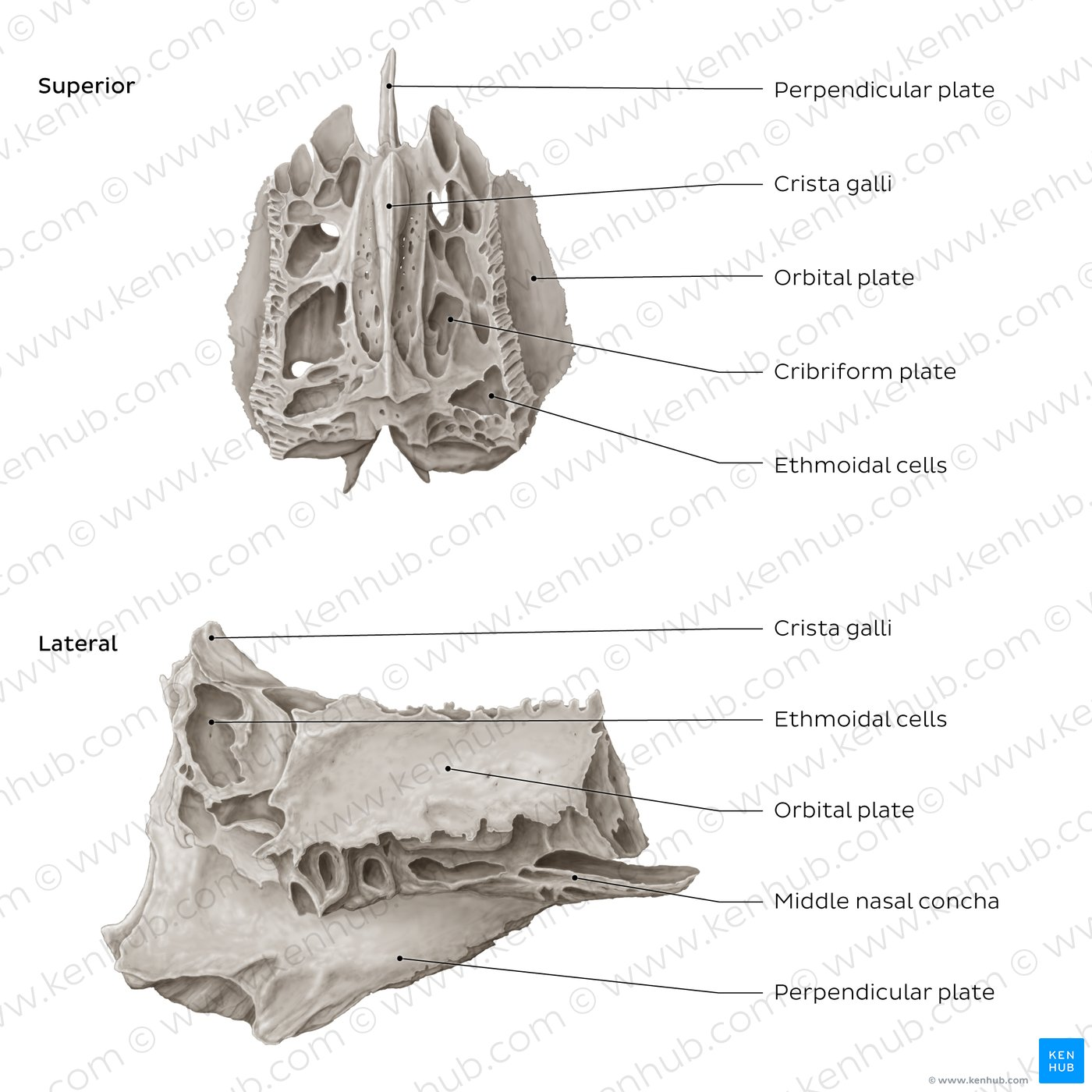 <p>Cribriform plate, perpendicular plate, crista galli, and middle nasal conchae.</p>
