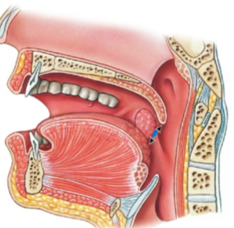 knowt flashcard image