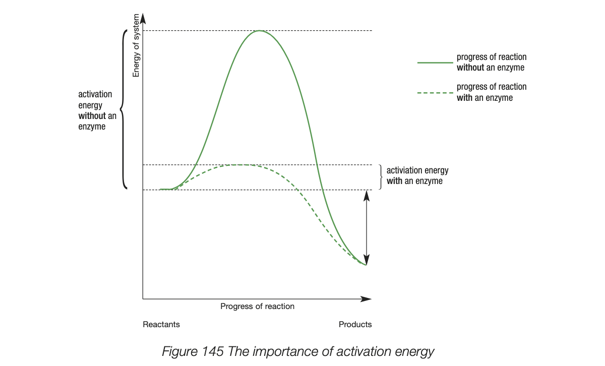 <ul><li><p>activation energy - energy required for the bonds of reactant molecules to break</p></li><li><p>the lower the activation energy the faster the reaction - less energy is needed to break bonds to initiate the reaction</p></li></ul><p></p>