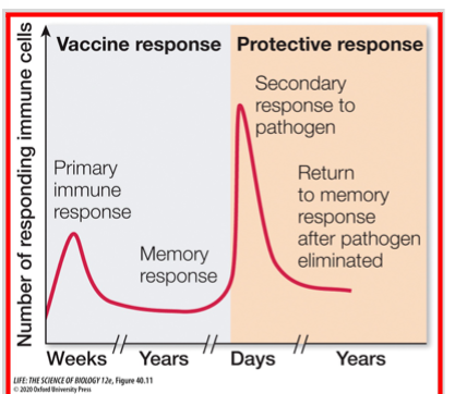 <p>COVID-19 Vaccination &amp; Trust Disparities</p>