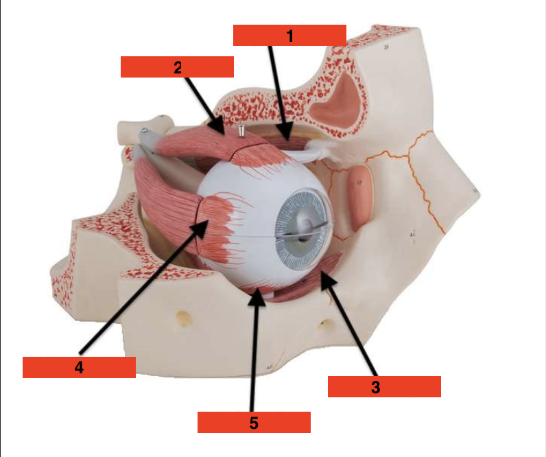 <p>(5)Eyeball down</p>