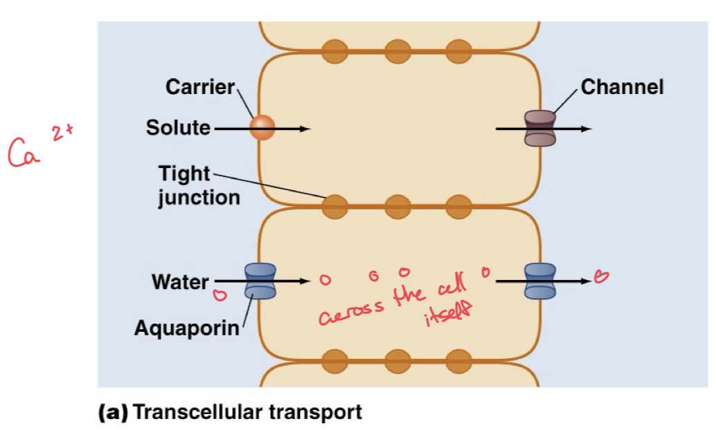 <p>Transport of a solute, like water through aquaporins, across the cell itself, right down the middle of a cell. </p>