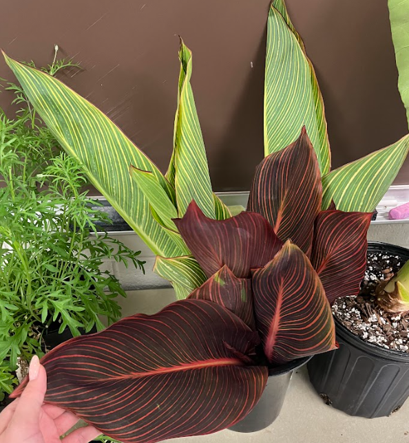 <ul><li><p>water plant</p></li><li><p>huge variety of colors</p></li></ul><p></p>