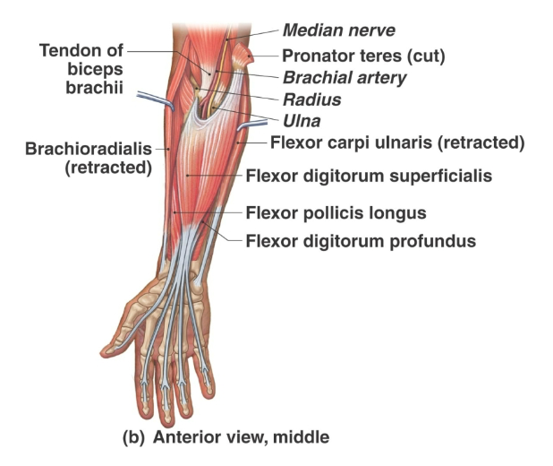 <p>Flexor digitorum superficialis</p>