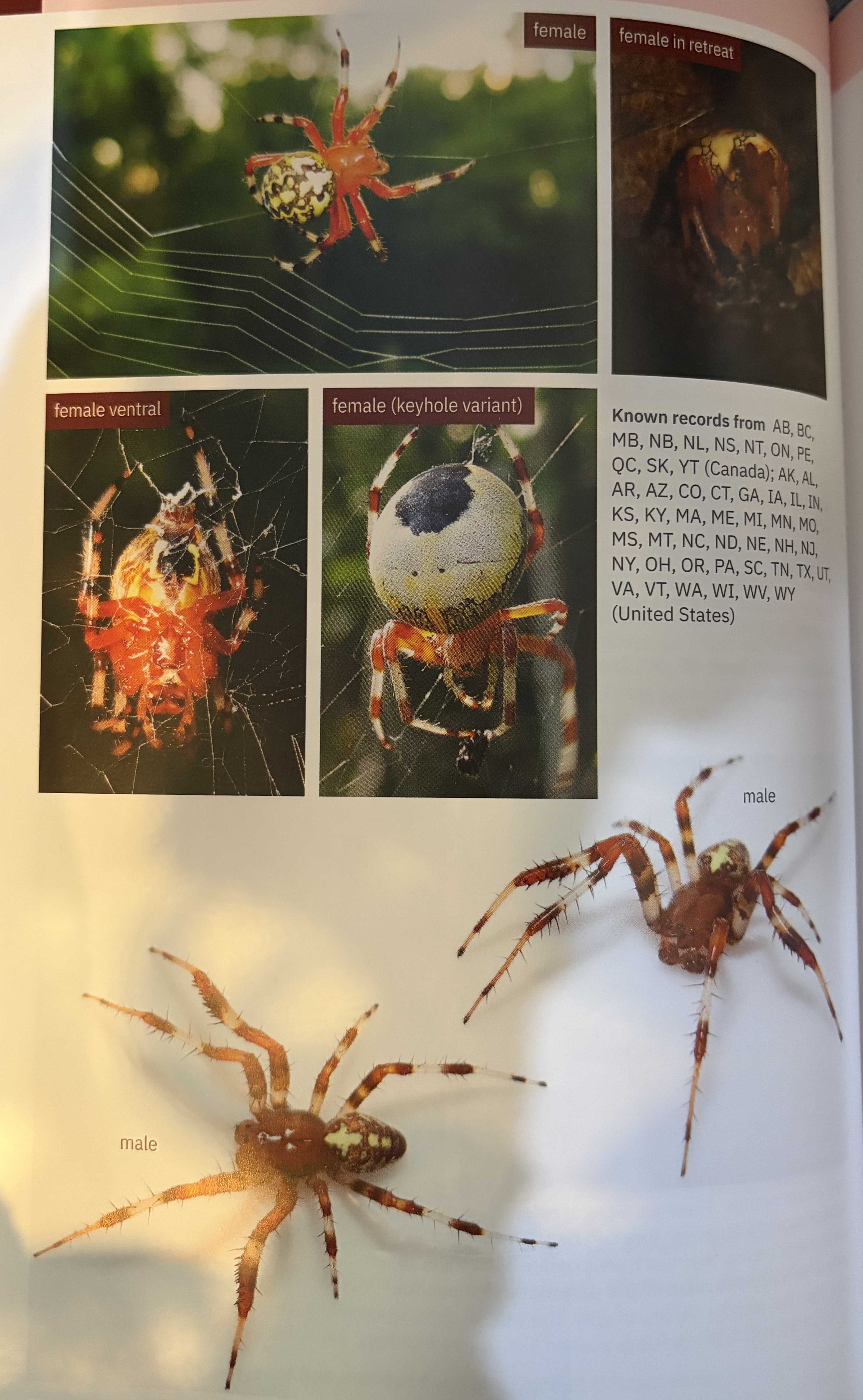 <p>Araneus marmoreus - “marbled orbweaver / pumpkin spider”</p><p>family: Araneidae</p>