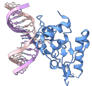 <p>MGMT. What role is Cysteine playing in the repair process (ball and stick side chain)? What role is Arginine playing (stick presentation with tiny label)? </p>