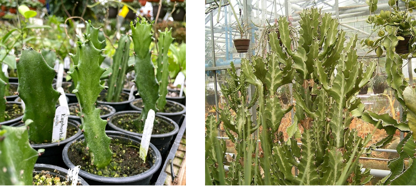 <p>Candelabra cactus</p>