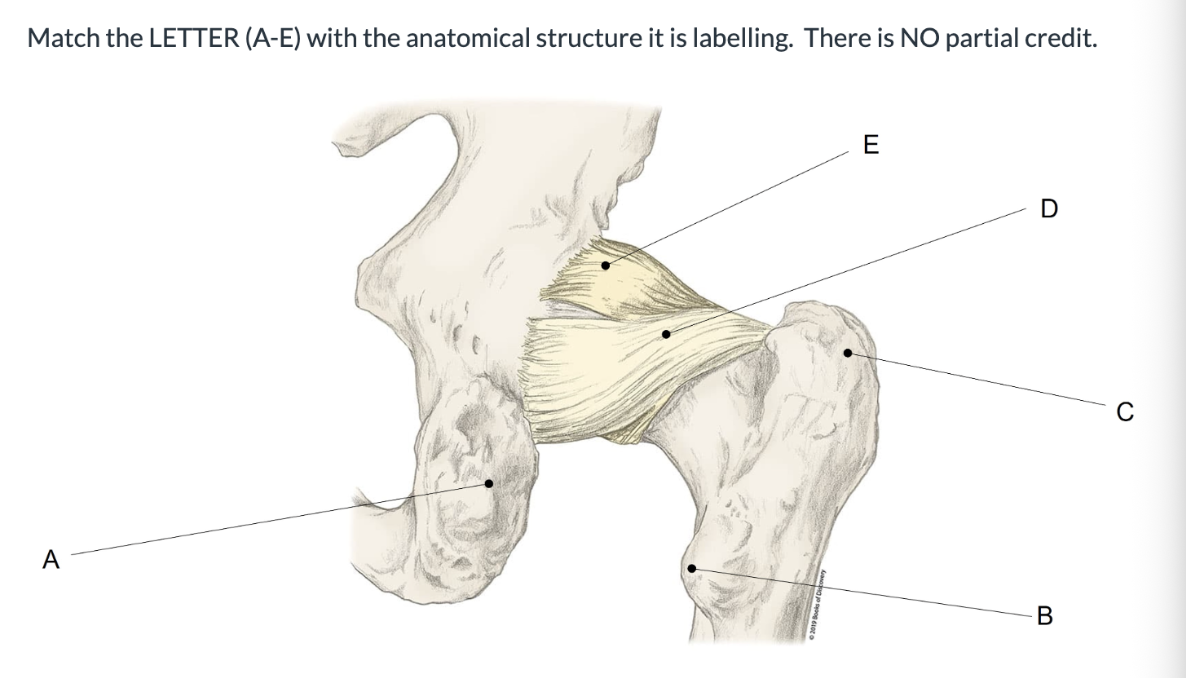 <p><span>Match the LETTER (A-E) with the anatomical structure it is labelling. &nbsp;There is NO partial credit.</span></p>