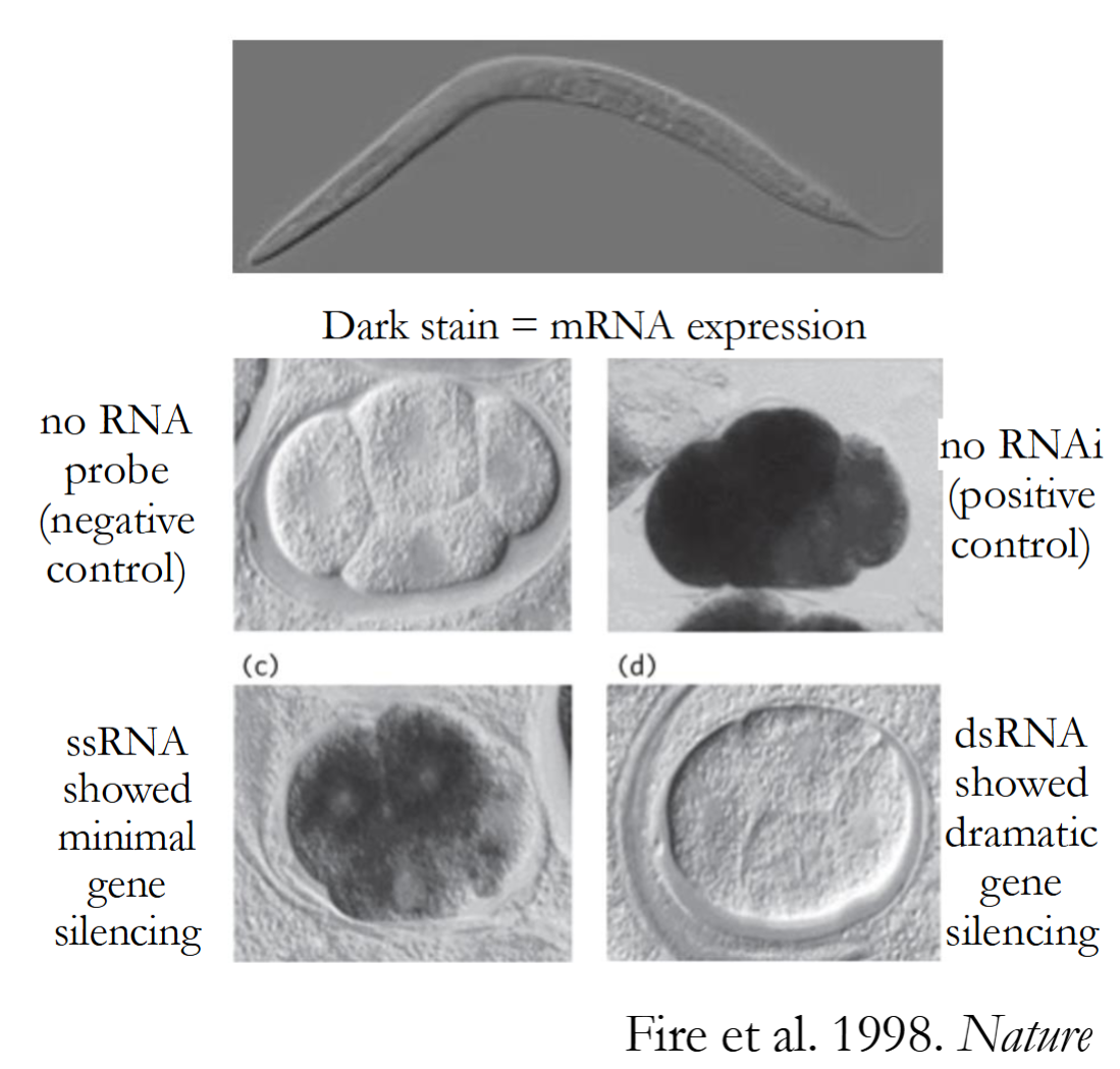 <p>Craig Mello and Andrew Fire studied RNAi in <em>C. elegans</em> nematode worms.</p><p>1) They introduced the dsRNA (double stranded RNA) and the ssRNA (Single Stranded RNA) into the worms, these were the treatments.</p><p>2) They found that dsRNA was better at triggering gene silencing (this is because DICER cuts up double stranded RNA to make siRNA, which is then incorporated into RISC), while ssRNA did not show much gene silencing</p><p></p>