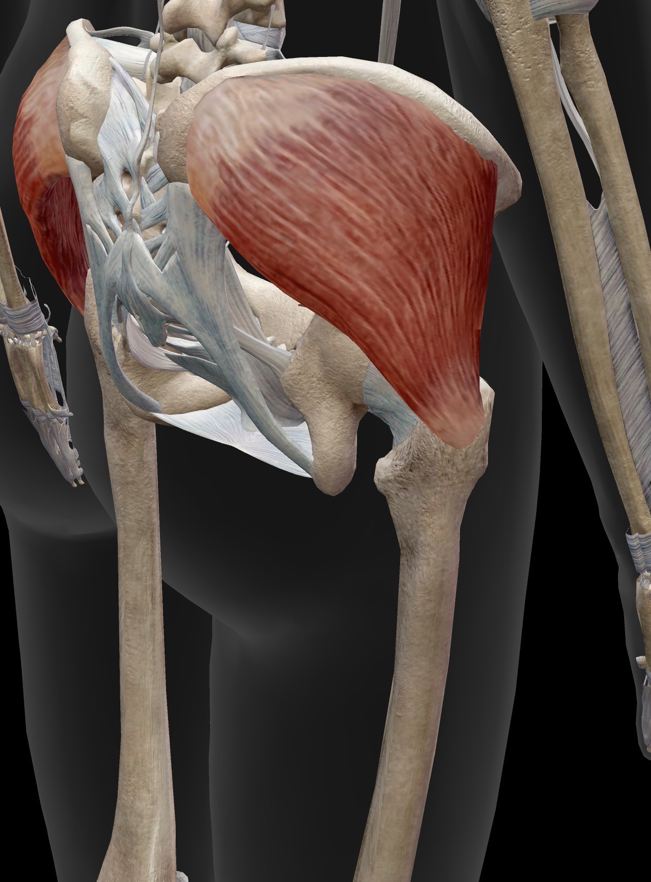 <p>Name the muscle and corresponding letter ( O = origin, I = insertion, A = actions, IN = innervation)</p><p>O</p><p>I</p><p>A</p><p>IN</p>