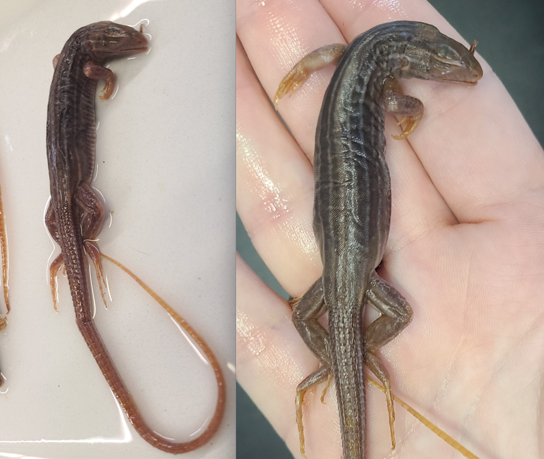 <p>Clade and Family of Aspidoscelis sexlineata</p>