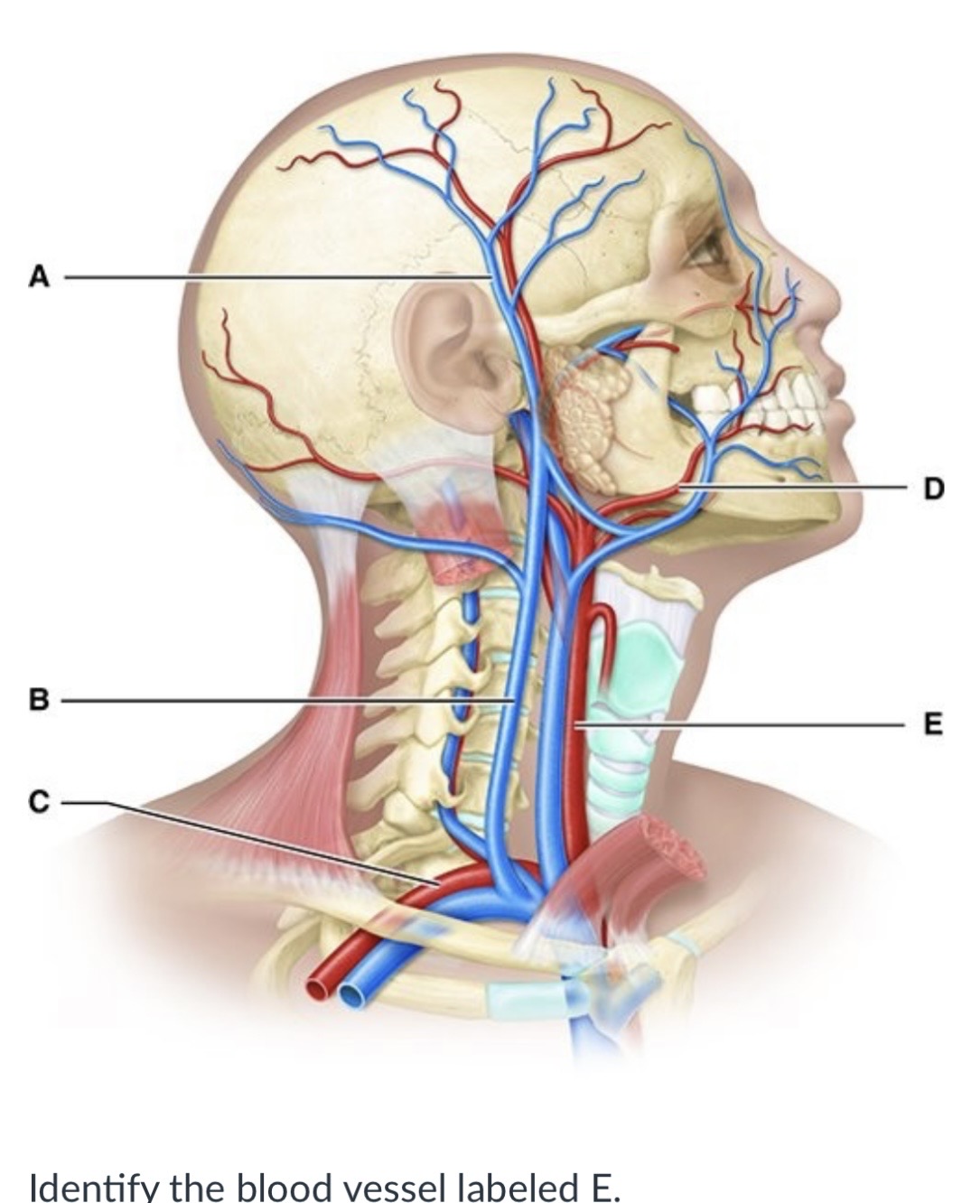 <p>Superficial temporal</p><p>Subclavian</p><p>Common carotid</p><p>External jugular</p>