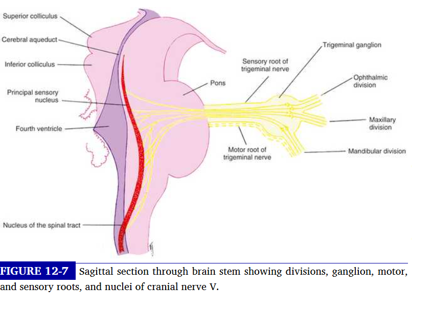 <p>trigeminal nerve formation</p>