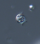 <p>genus, species, stage</p>