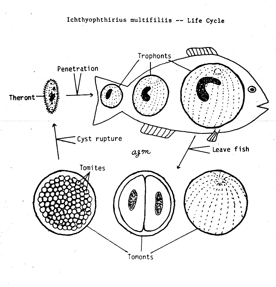 <p>When is Ich not known as infectious or not Ich</p>