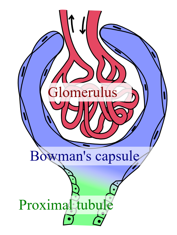 <p>A tiny, specialized cluster of capillaries located within the nephron. </p>