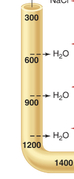 <p>Permeable to water, therefore <strong>water reabsorption occurs</strong>, causes the concentration of the filtrate leftover to be <strong>hyperosmolar</strong> = <strong>concentrated. </strong>Starts at 300 (normal), increases to 1400.</p>
