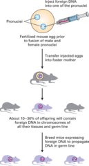 <p>organism that is genetically engineered by inserting a gene from another organism and bred until DNA is stabilized to get transgenic line</p>