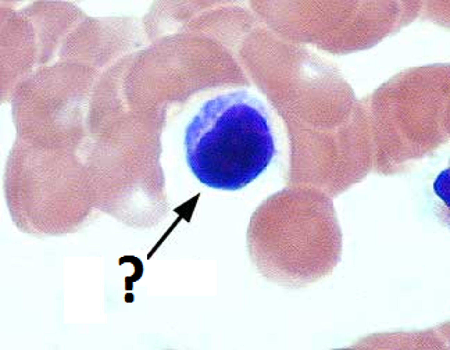 <p>lymphocyte that matures into a plasma cell to secrete antibodies/ the B refers to the bursa of Fabricius, an organ in birds in which B cell differentiation and growth were first noted to occur</p>