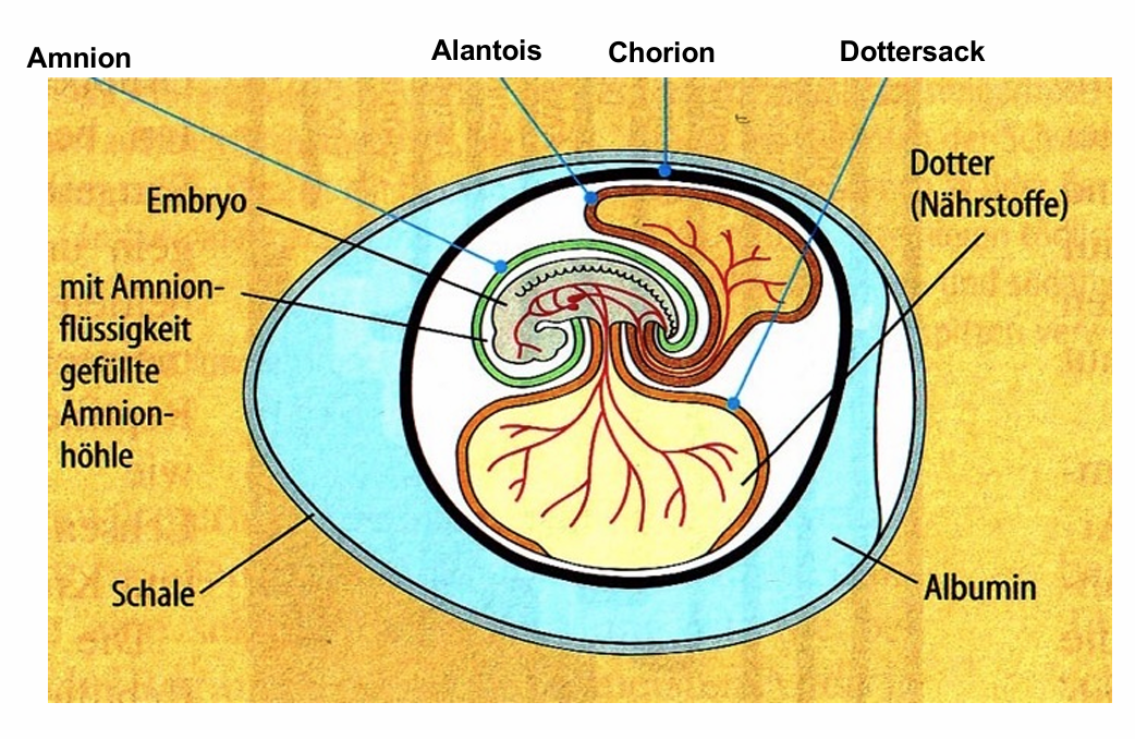 <ul><li><p><span>Monophyletisch</span></p></li><li><p><span>Definiert durch amniotisches Ei mit 4 extraembryonalen Membranen:</span></p><ul><li><p><span>Chorion: ganz außen, tauscht Atemgase zwischen Embryo und Außenluft aus -> Sauerstoff und Kohlendioxid diffundieren ungehindert durch Poren der Eischale</span></p></li><li><p><span>Allantois: Speicherort für Stoffwechselendprodukte des Embryos, Membran fungiert auch als Atmungsorgan</span></p></li><li><p><span>Dottersack: umhüllt Dottermasse (Nährstoffvorrat), Blutgefäße in der Membran transportieren Nährstoffe zum Embryo, weitere Nährstoffe im Albumin gespeichert (besteht aus Protein Ovalbumin)</span></p></li><li><p><span>Amnion: innen, schützt Embryo in Amnionhöhle, die Austrocknung verhindert und mechanische Erschütterung abfängt</span></p></li></ul></li><li><p><span>Säugetiere (und viele Reptilien) haben Eientwicklung im Körper -> extraembryonale Membranen reduziert (Chorion wird Plazenta)</span></p></li></ul><p></p>