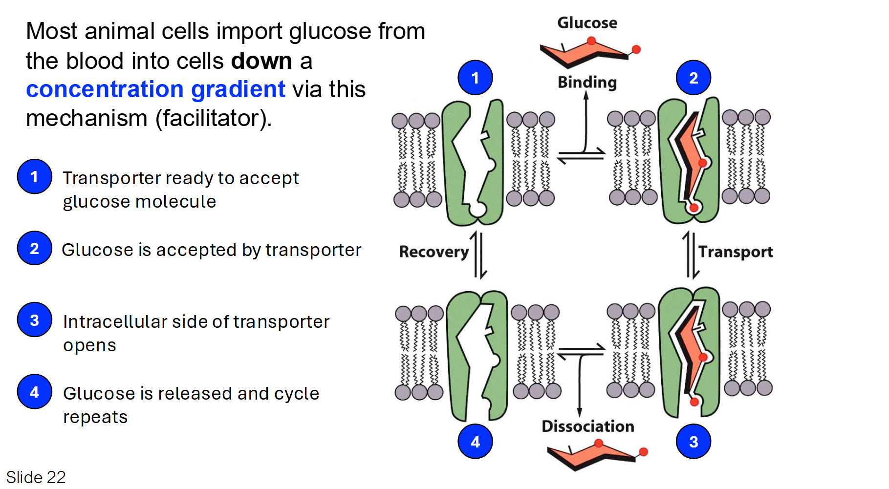 <p>The glucose transporter is a classic example of a <strong>Uniport</strong>. It moves only one type of molecule at a time down its concentration gradient.</p><ul><li><p><strong>Mechanism:</strong> Glucose binds to a specific site on the transporter, which causes the protein to flip its shape and release the glucose on the other side.</p></li><li><p><strong>Key Point:</strong> This is <strong>facilitated diffusion</strong> (passive), meaning it doesn't require ATP.</p></li></ul><p></p>