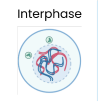 <ul><li><p class="ds-markdown-paragraph">Interphase.</p></li><li><p class="ds-markdown-paragraph">DNA replicates semi-conservatively, leading to 2 identical sister chromatids joined by a centromere.</p></li><li><p class="ds-markdown-paragraph">Number of organelles and volume of cytoplasm increases, with protein synthesis occurring.</p></li></ul><p></p>