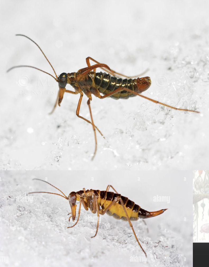 <p>Latin, magyar, védett?</p>