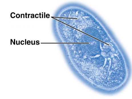 <p>Large vesicles with a variety of functions.</p><ul><li><p>Food</p></li><li><p>Contractile vacuoles (collect water, main wheel expels the water, moving the cell)</p></li><li><p>Plant and fungal digestion</p></li><li><p>Plant seeds store reserves of proteins for starting growth</p></li><li><p>Flower petals hold pigments to attract pollinators</p></li><li><p>Plants store compounds that are poisonous or unpalatable to animals</p></li></ul><p></p>