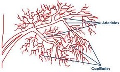 <p>smaller blood vessels than arteries that connect to capillaries</p>