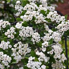 <p>White hawthorn; longstanding symbolic associations with the BVM in Xn tradition; it blooms in May, the month dedicated to the Virgin, with its white flowers evoking purity. In medieval iconography and folklore, it is sometimes linked to the Virgin (occasionally called “Mary’s thorn” or associated with the crown of thorns; <em>crataegus</em> comes from the term, κρατος, meaning thorn. At <strong>Amiens Cathedral</strong>, this symbolism is made visible in the famous <em>Vierge Dorée</em> (Golden Virgin). Ruskin (along w medieval sculptors) associated her with flowering hawthorns. Proust quotes Ruskin describing how the porch is “covered with hawthorn.” The hawthorn becomes a kind of living frame of la madone’ (statue), delicate welcoming, and full of grace. (Bible d’Amiens, 24, 98)</p>