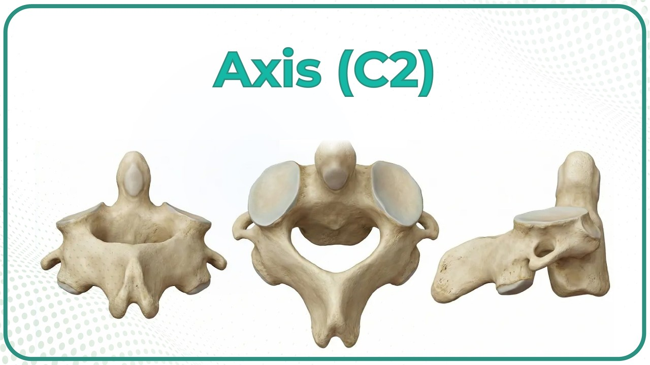 <p>superior projection through foramen of atlas (c2)</p><ul><li><p>works as a pivot point</p></li></ul><p></p>