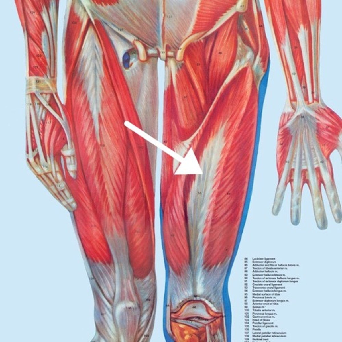 <p>What is this muscle?</p>