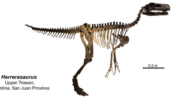 <ul><li><p>upper triassic</p></li></ul><p></p>