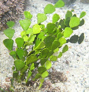 <p>Cactus Algae</p>