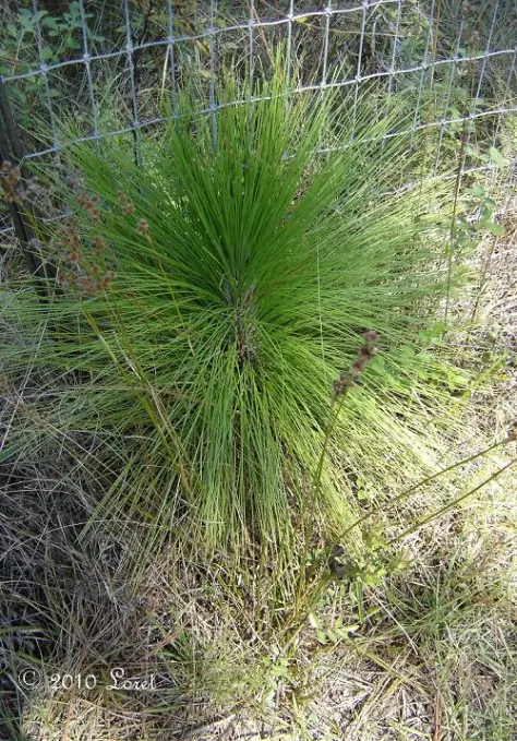 <p><span>A young pine spends years looking like a giant clump of grass instead of rapidly growing upward. What famous growth stage is this?</span></p>