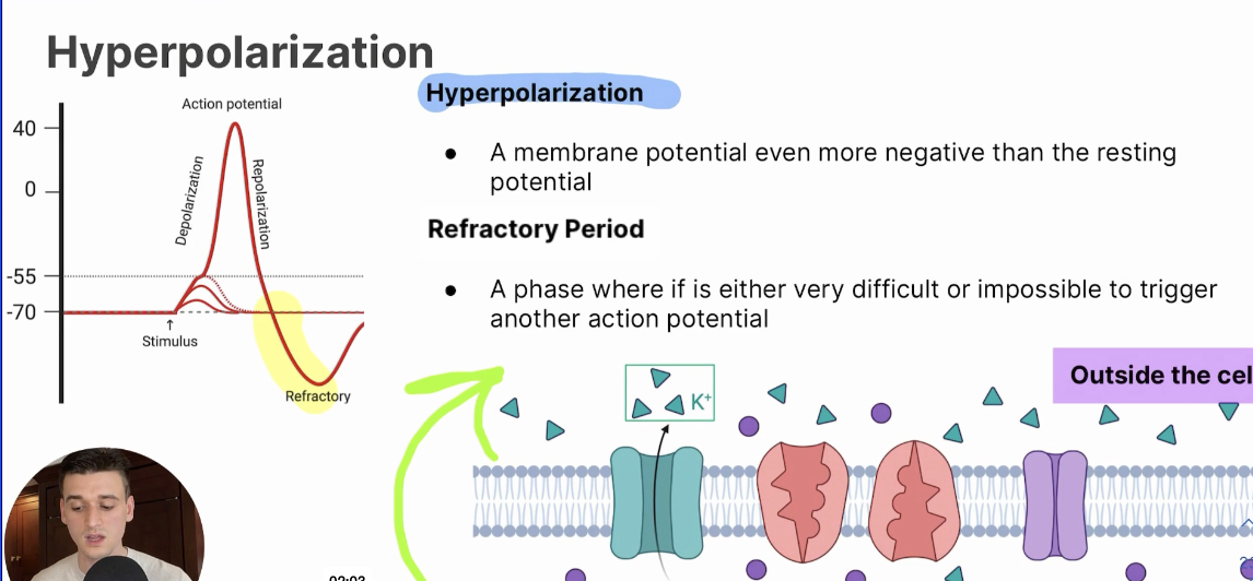 <p>A membrane potential even more negative than the resting potential </p>