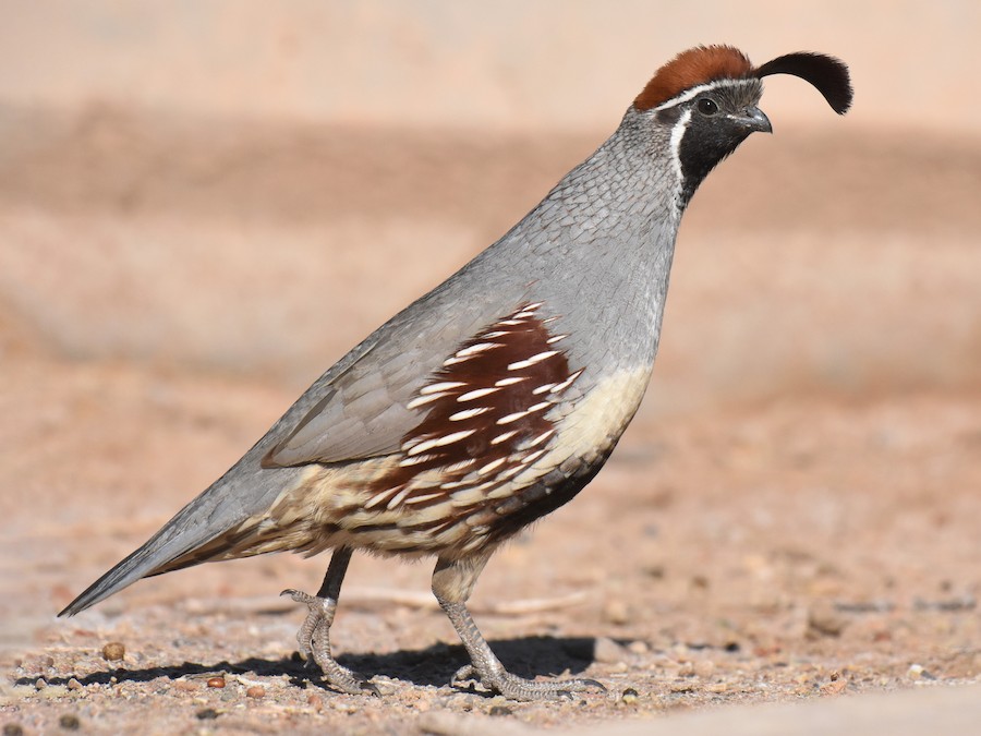 <p>identify</p>