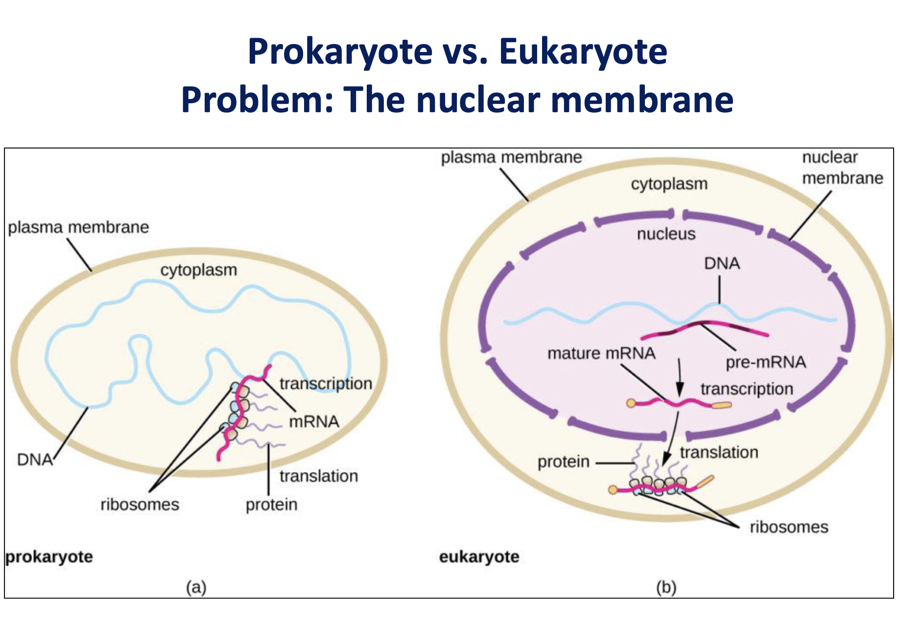 <p>The nuclear membrane separates transcription (nucleus) from translation (cytoplasm)</p><ul><li><p>need to get mRNA out → <strong>nuclear export signals</strong> </p></li><li><p>80s ribosomes outside nuclear membrane</p></li></ul><p></p>