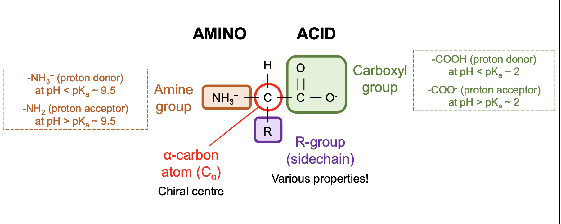 <p>⍺-carbon (chiral centre) with attachments: </p><p>an amine group (-NH<sub>2</sub>) which can be protonated</p><p>a carboxyl group (-COOH) which can be deprotonated </p><p>a hydrogen atom </p><p>a side chain of R-group </p>