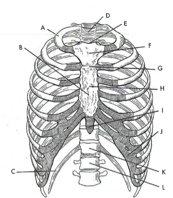 <p>H</p>