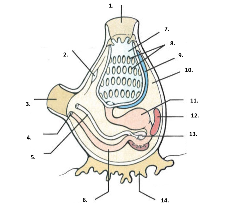 <p>Phylum, Subphylum,  name</p>
