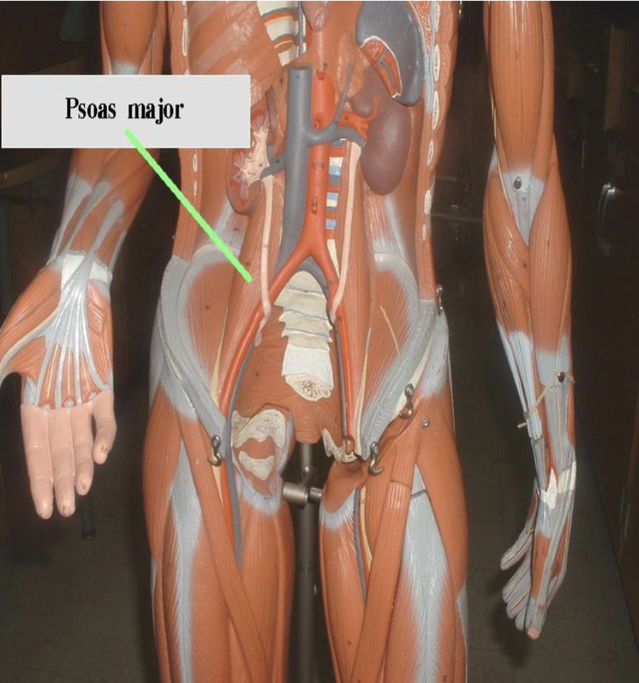 <p>Psoas major</p>