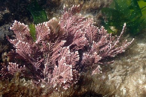 <p>Corallina caespitosa</p>