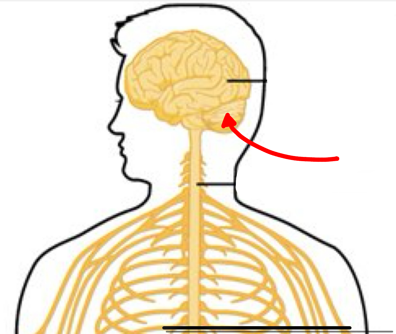 <p>Identify the 2 organ the red arrow it pointing to</p>