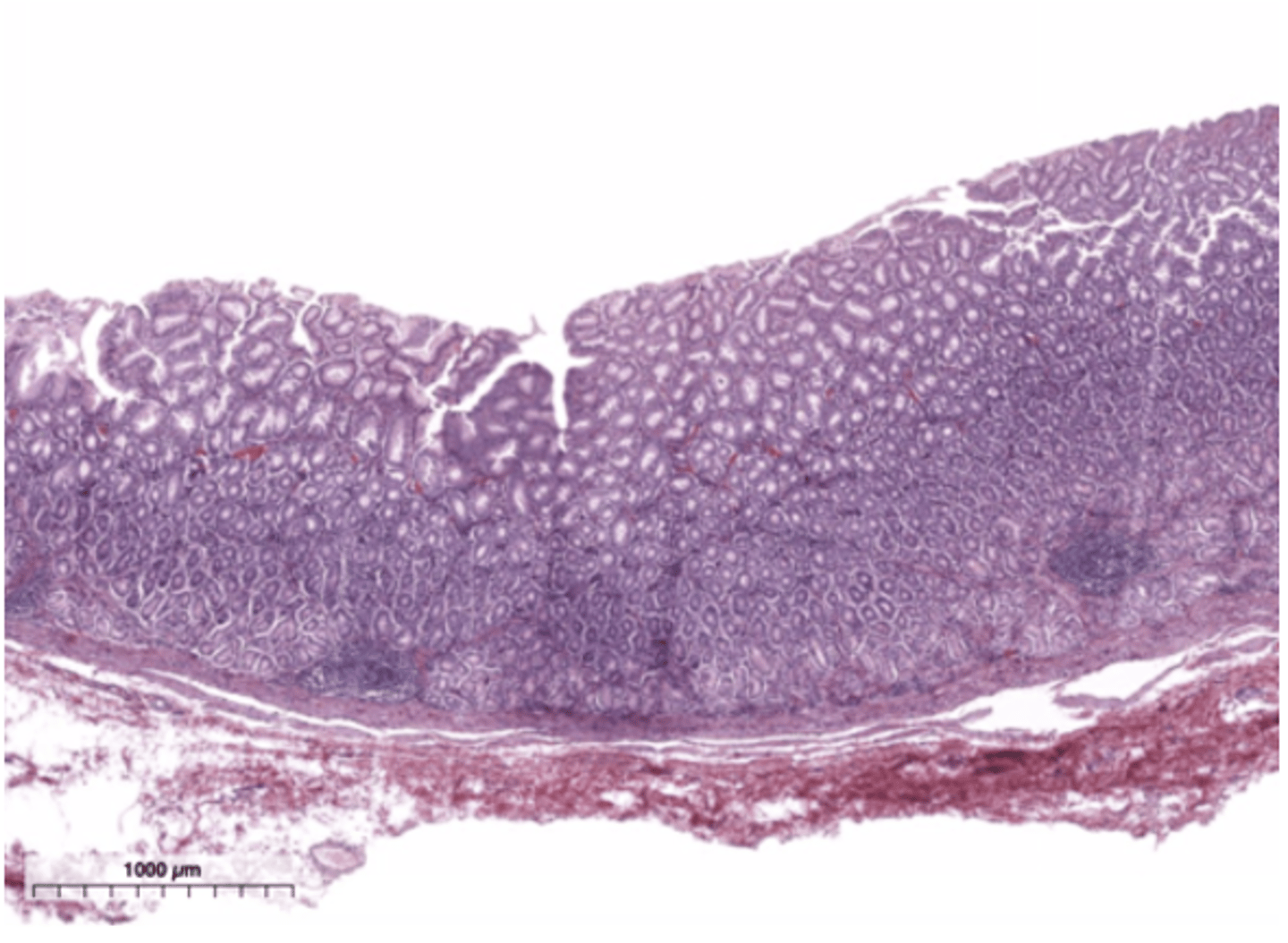<p>Identify the organ</p>