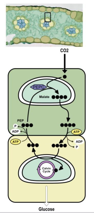 <ul><li><p>malate split apart </p><ul><li><p>1 carbon enters regular calvin cycle (with RuBisCo) → glucose </p></li><li><p>3 carbons → pyruvate </p></li></ul></li><li><p>pyruvate diffuses into the mesophyll cell and the ATP is used to regenerate PEP </p></li><li><p>physically separating steps isolates RuBisCo from O2</p></li><li><p>common in grasses like corn and sugarcane adapted to hot, sunny environments </p></li></ul><p></p>