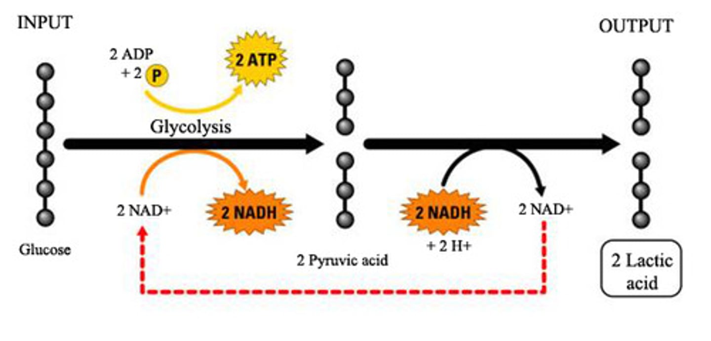 <p>anaerobic process that occurs in animals and some bacteria</p>