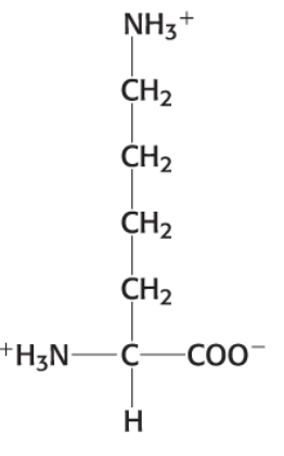<p>CH2 — CH2 — CH2 — CH2 — NH3</p>