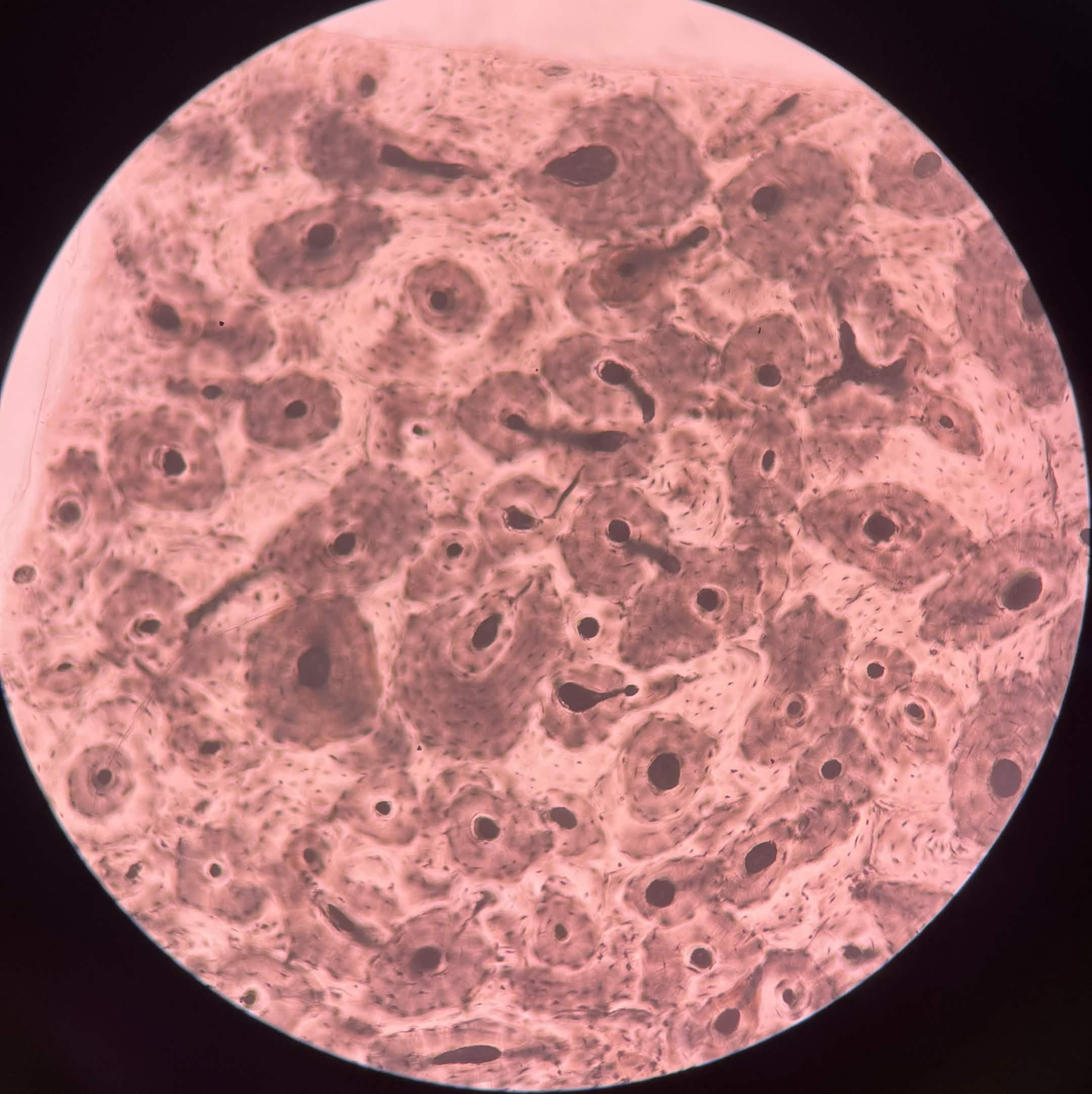 <p><span>Identify the tissue in the micrograph.</span></p>